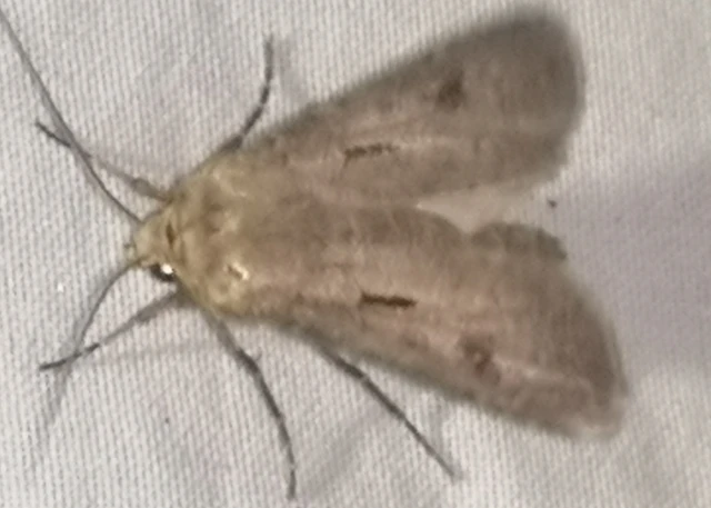 Agrotis exclamationis - felkiáltójeles földibagoly