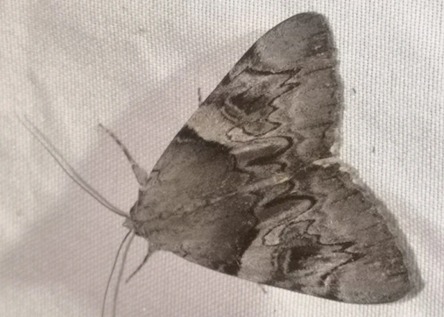 Catocala fulminea - galagonya-övesbagoly