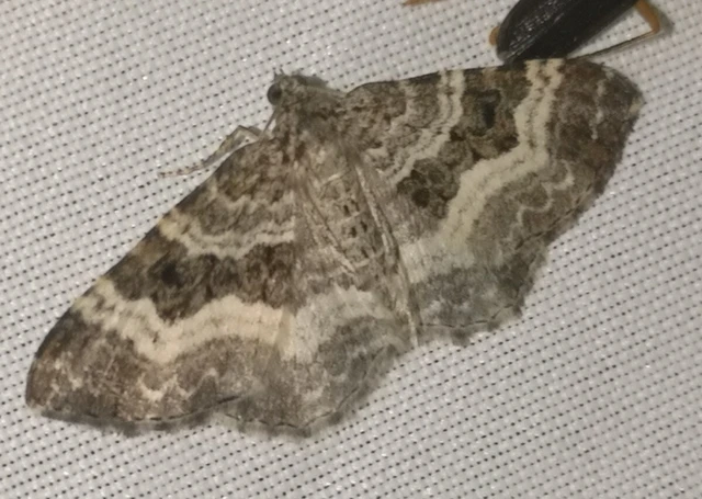 Epirrhoe alternata - galaj-tarkaaraszoló