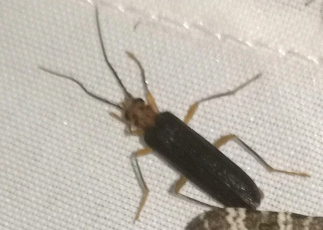 Nacerdes carniolica - karnóliai álcincér