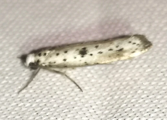 Yponomeuta plumbella - pókhálós bengemoly