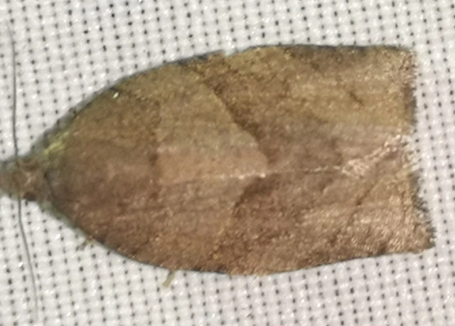 Pammene