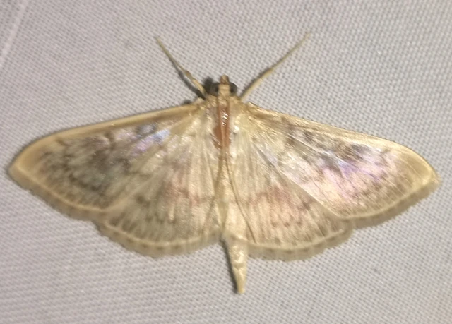 Patania ruralis - csalánevő tűzmoly