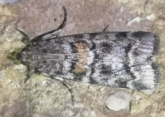 Dioryctria