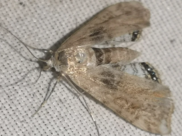 Cataclysta lemnata - békalencsemoly