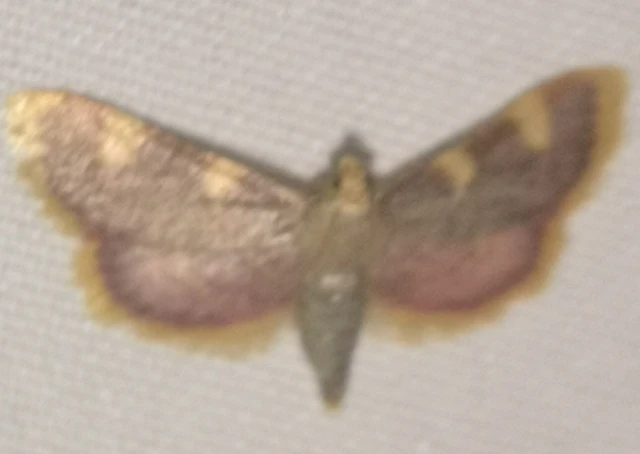 Hypsopygia costalis - szénailonca