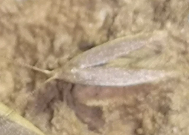 Coleophoridae - zsákhordómolyfélék