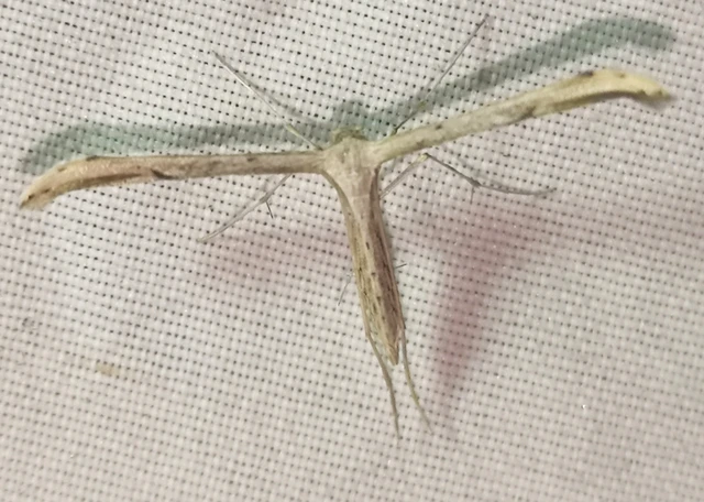 Pterophoridae - tollasmolyfélék