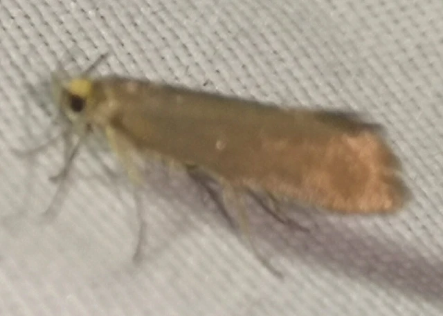 Crassa tinctella/unitella