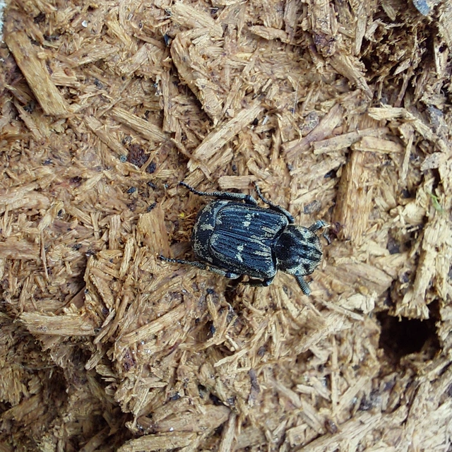 Valgus hemipterus - suta virágbogár