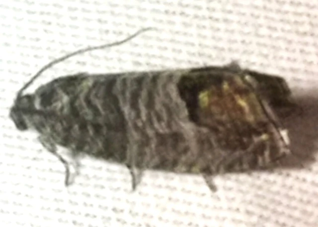 Cydia pomonella - almamoly