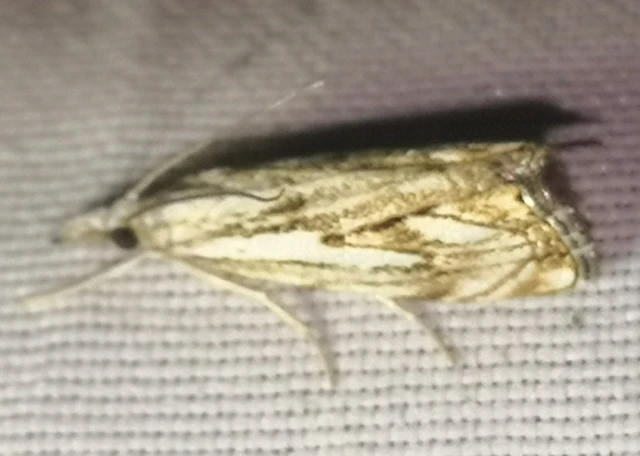 Catoptria falsella - hálós fűgyökérmoly