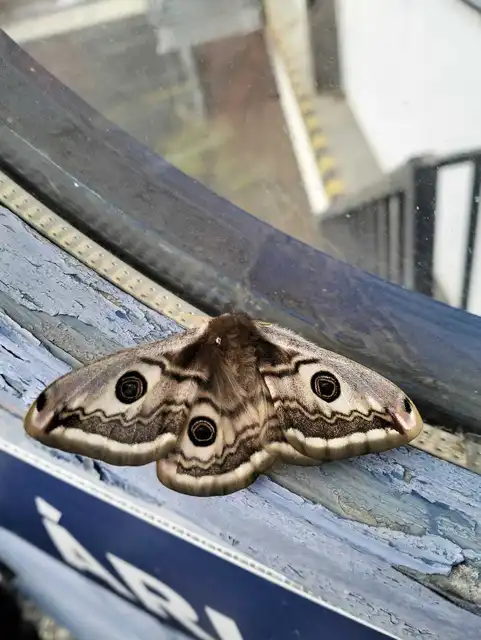 Saturnia pavoniella/pavonia