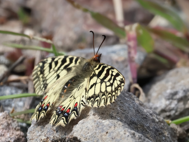 Zerynthia polyxena - farkasalmalepke