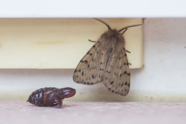 Diaphora luctuosa - gyászos medvelepke