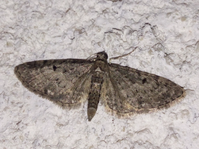 Eupithecia virgaureata - aranyvessző-törpearaszoló