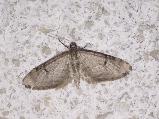 Eupithecia indigata - erdeifenyő-törpearaszoló