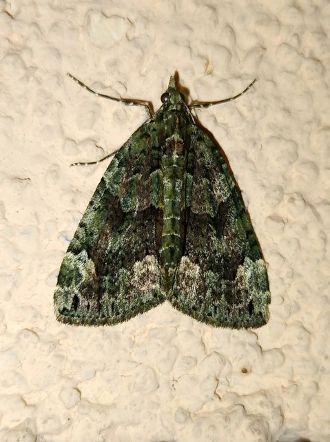 Chloroclysta siterata - salátazöld araszoló