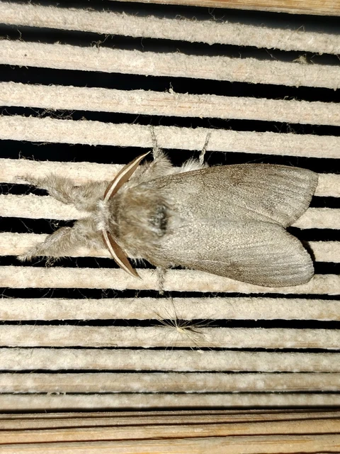 Calliteara pudibunda - hamvasszövő