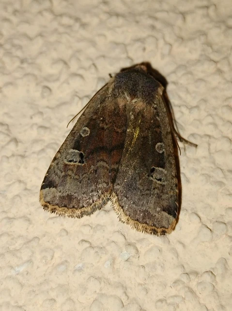 Conistra erythrocephala - vörösfejű őszibagoly
