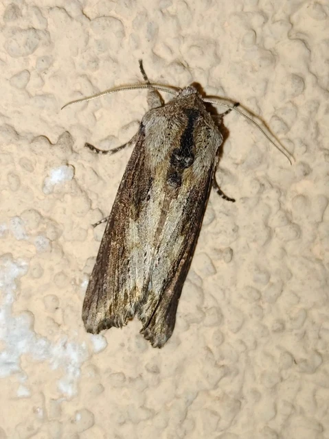 Egira conspicillaris - változékony szürkebagoly