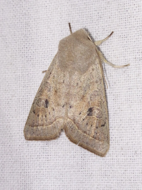Orthosia gracilis - karcsú barkabagoly