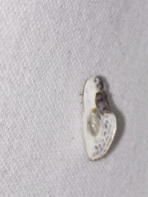 Cilix glaucata - törpe sarlósszövő