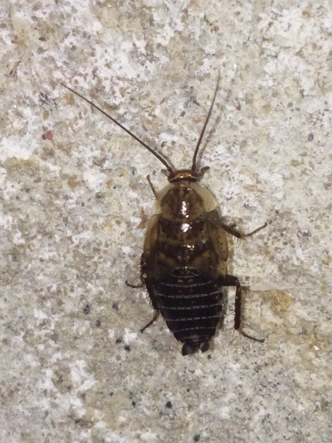 Blattodea - Csótányok Blattodea - Csótányok