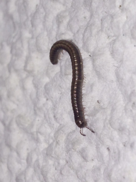 Diplopoda - Ikerszelvényesek