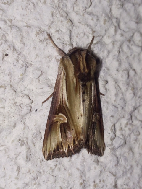 Actinotia polyodon - nagy sugarasbagoly