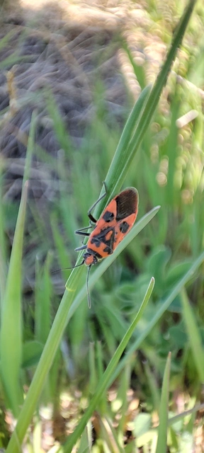 Corizus hyoscyami - piros karimáspoloska