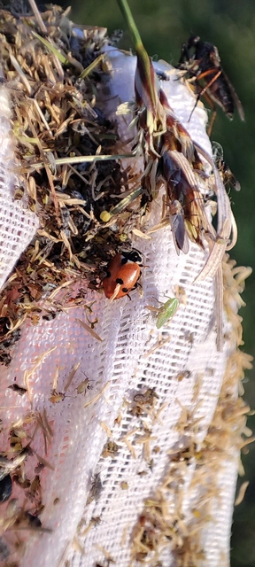 Hippodamia variegata - tizenhárompettyes katica