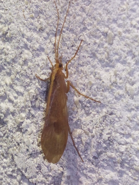 Trichoptera - Tegzesek