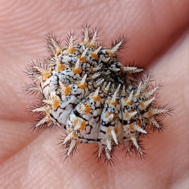 Melitaea trivia - kis tarkalepke