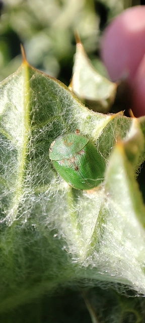 Cassida rubiginosa - lapos pajzsbogár