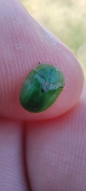 Cassida rubiginosa - lapos pajzsbogár