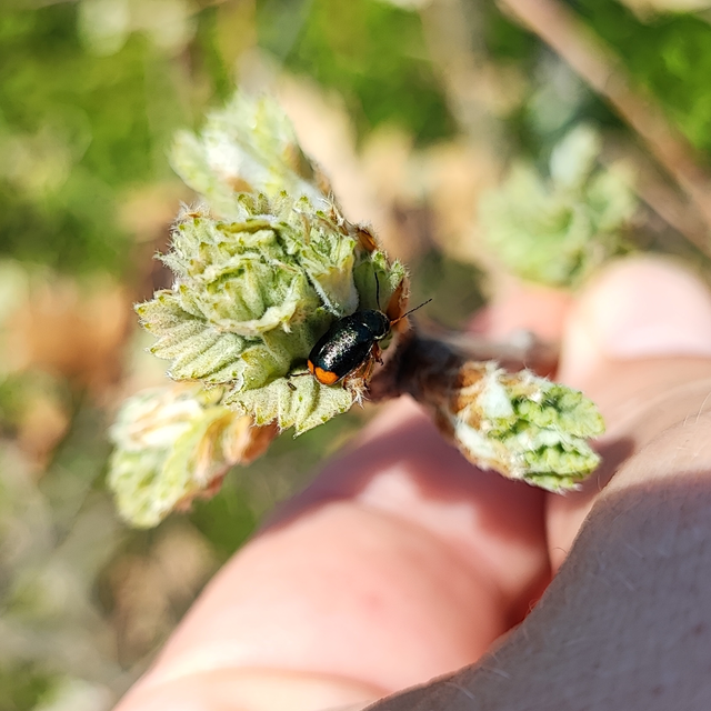 Cryptocephalus schaefferi - lapátlábú zömökbogár Cryptocephalus schaefferi - lapátlábú zömökbogár
