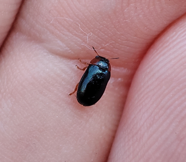 Smaragdina