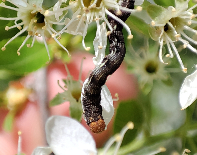 Erannis defoliaria - nagy téliaraszoló