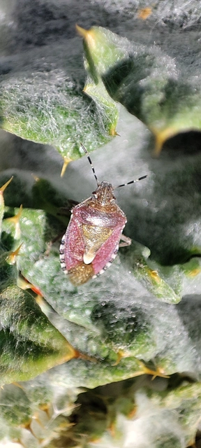Pentatomidae - címerespoloskák