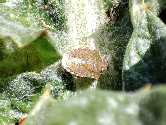 Pentatomidae - címerespoloskák