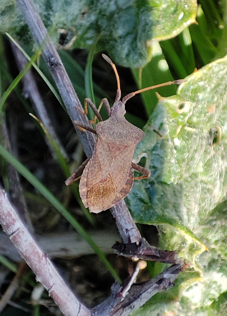 Coreus marginatus - közönséges karimáspoloska