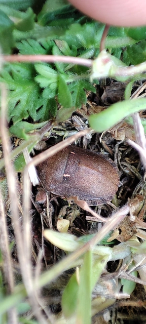 Eurygaster Eurygaster