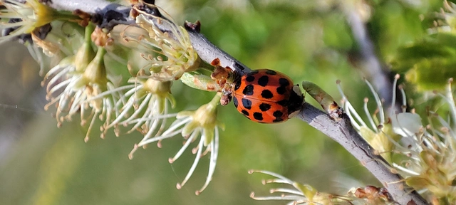 Harmonia axyridis - harlekinkatica