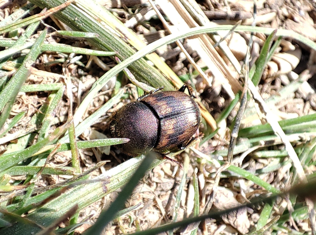Onthophagus lemur - szalagos trágyatúró