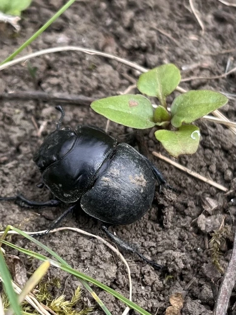 Lethrus apterus - nagyfejű csajkó