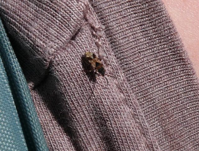 Scolopostethus Scolopostethus