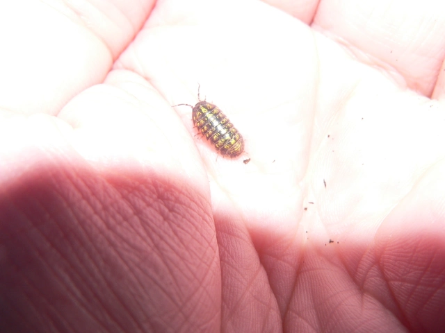 Isopoda - Ászkarákok