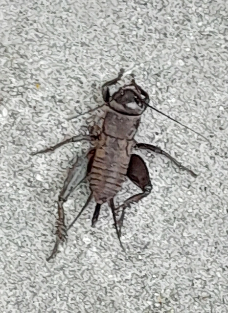 Melanogryllus desertus - fekete tücsök