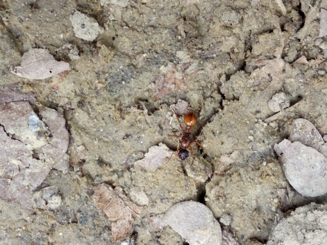 Myrmica rubra - közönséges bütyköshangya